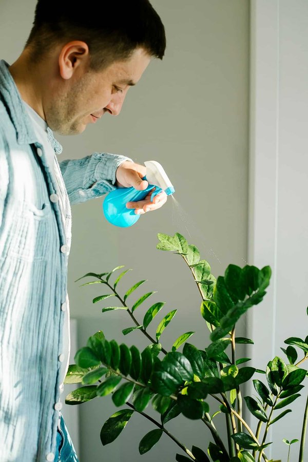 Pourquoi intégrer des plantes dans votre décoration d'intérieur ?